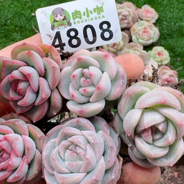 多肉植物多肉植物
