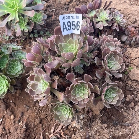 956荷兰玫瑰不包断枝