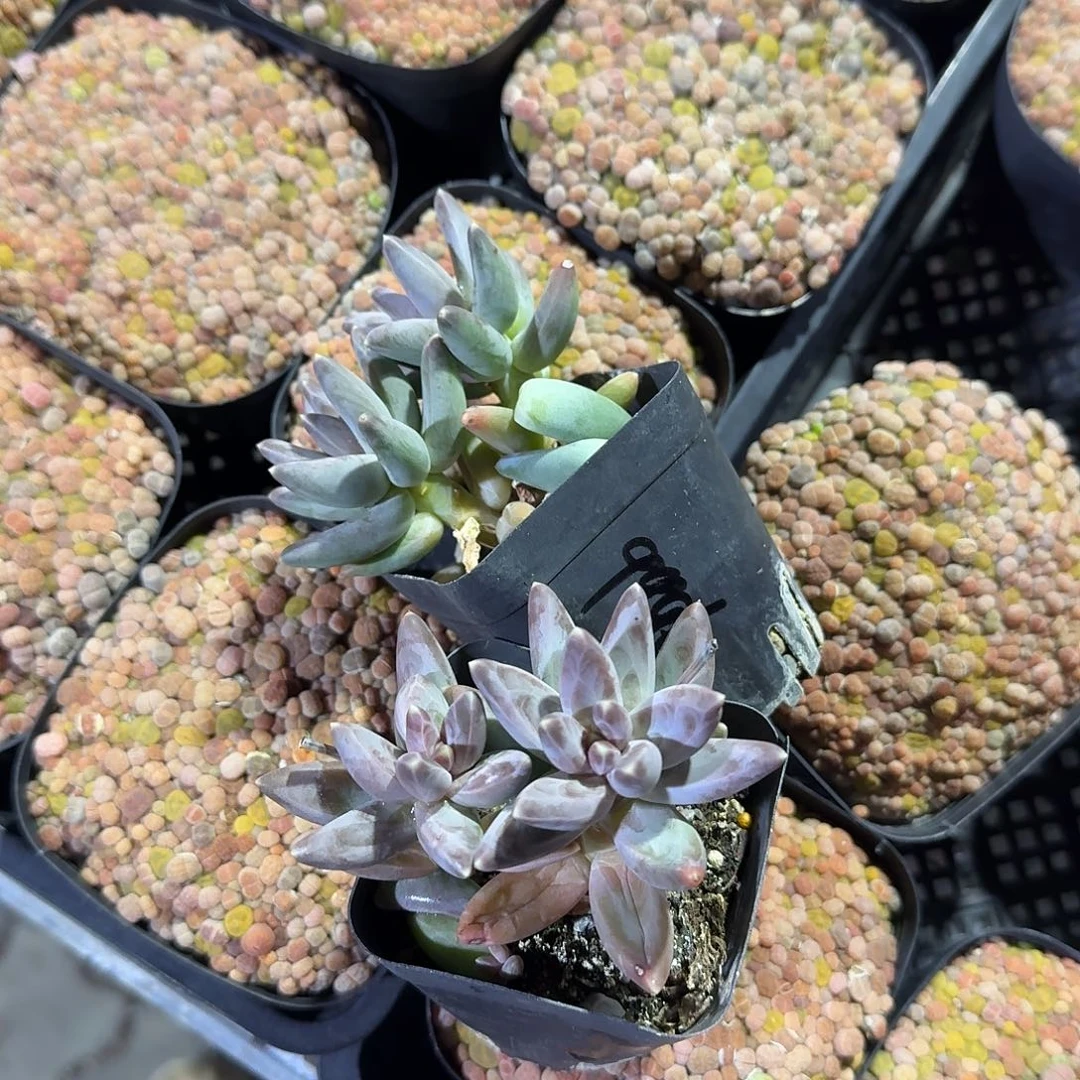 瑶****两颗凤羽多肉植物精品