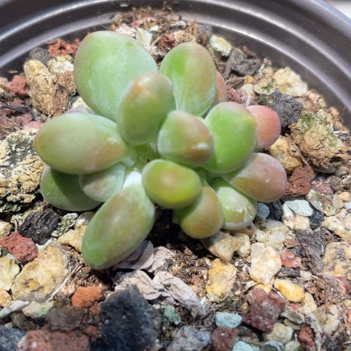 芒果精控235号的啊啊多肉啊
