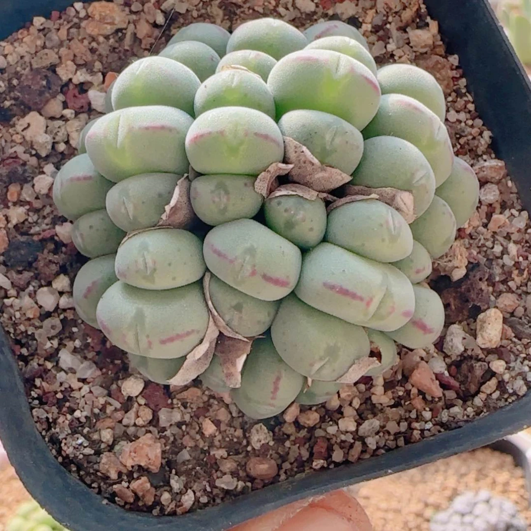 【闪购商品】21362