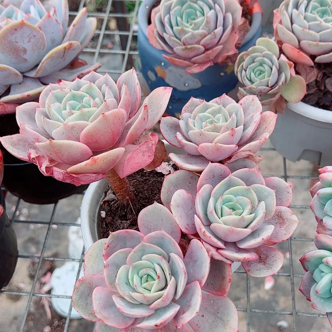 蓝色苍鹭多头群生老桩特价