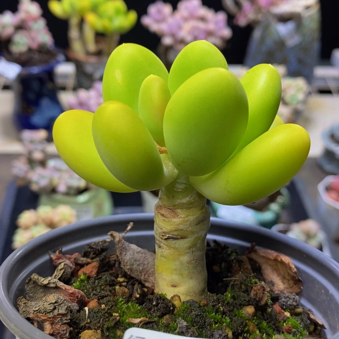 059 金蟾芒果奶6 厘米