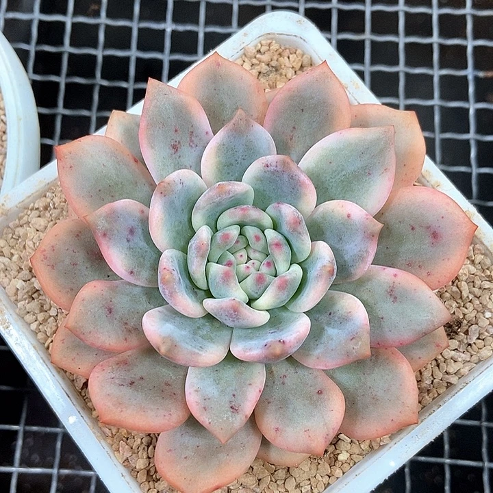 爱丽儿锦多肉植物