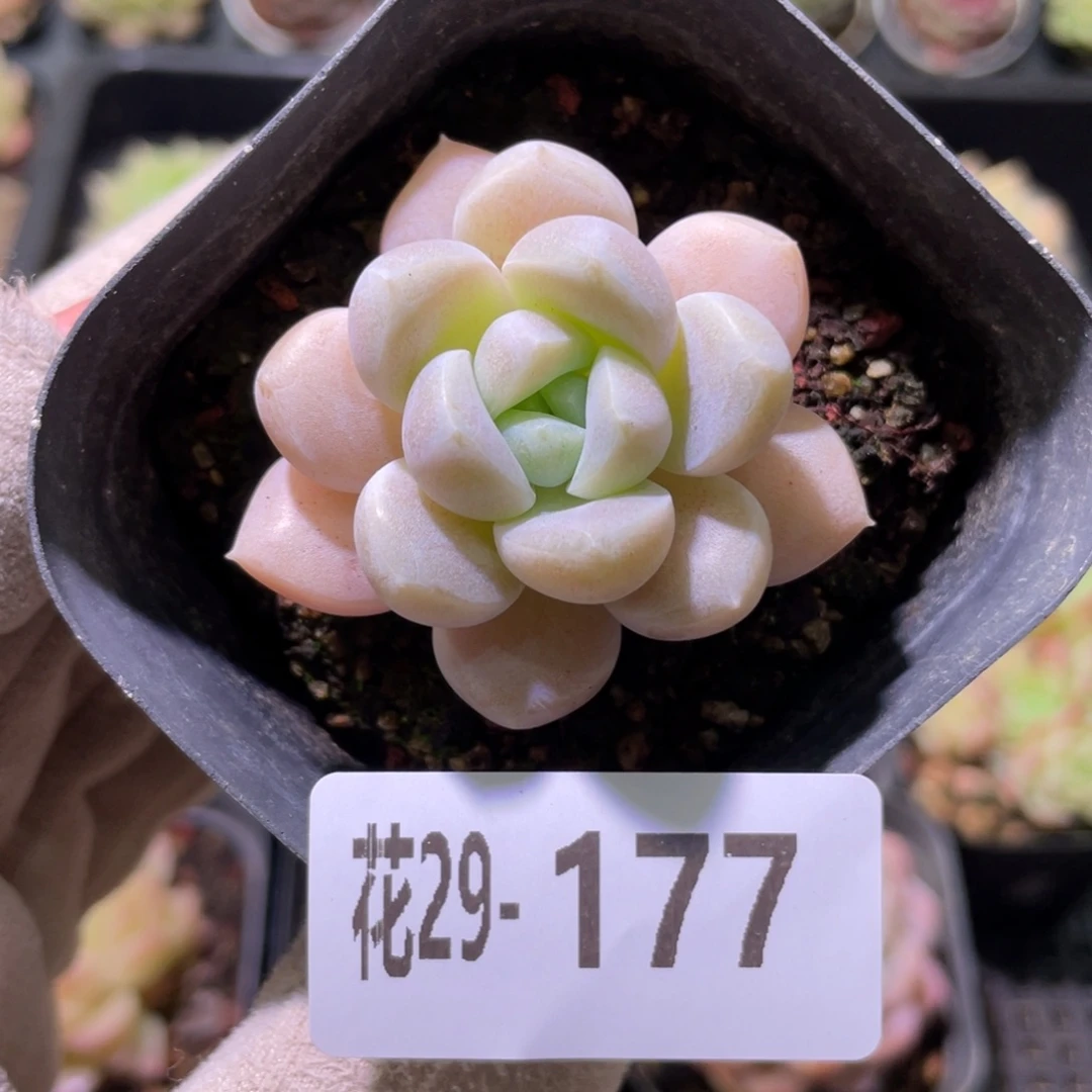 花利美29-177奶糖