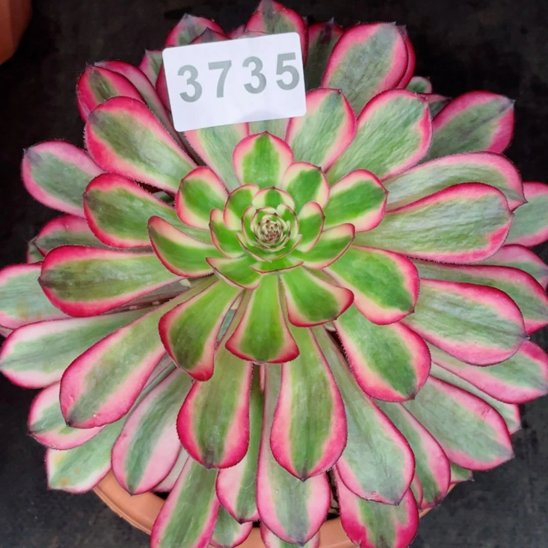 温***人白月光多肉发货发货