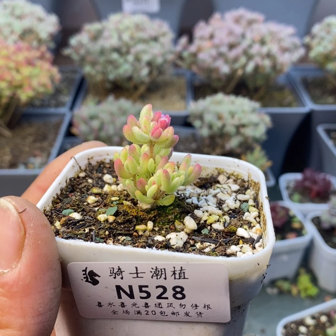 528红宝石锦枝干番杏