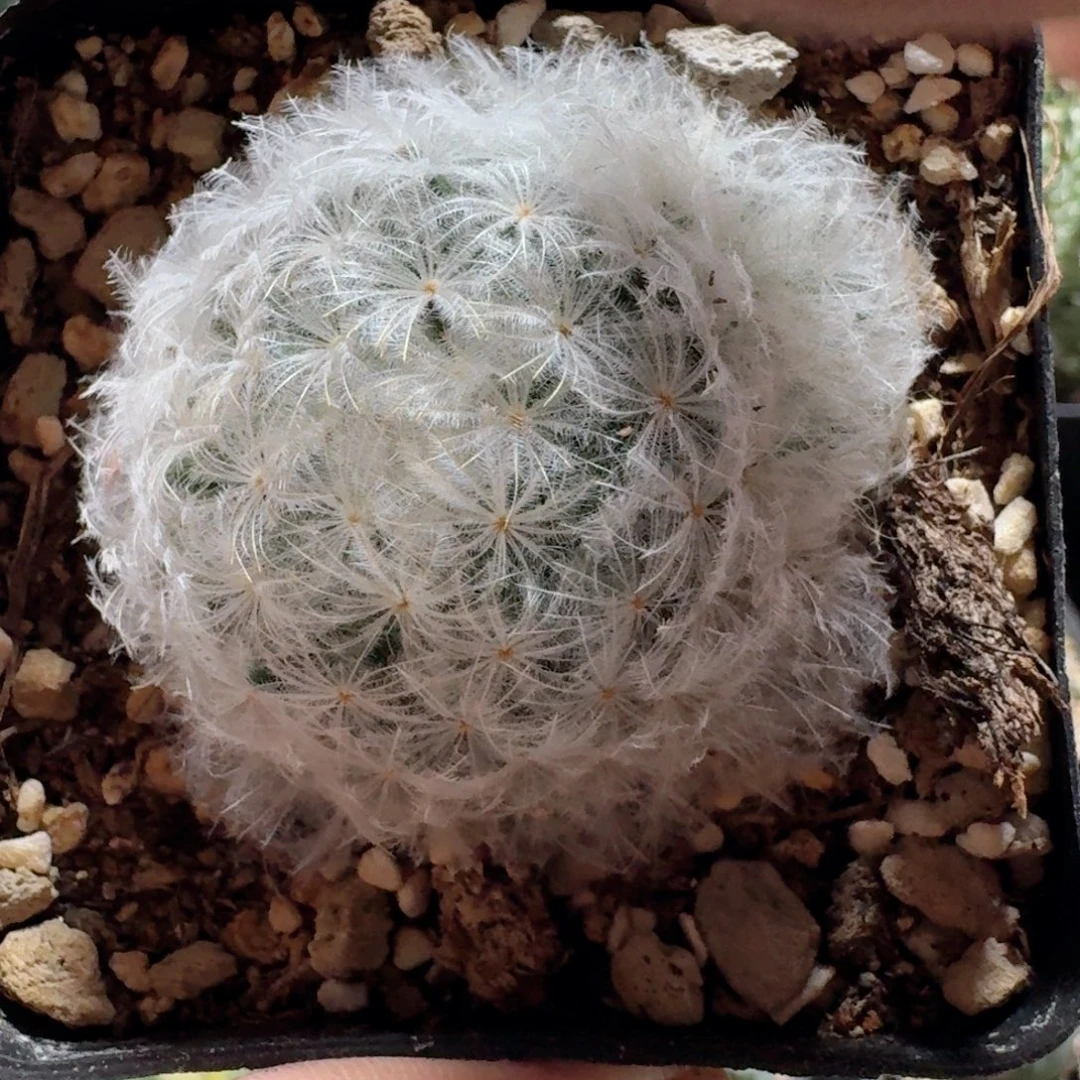 153白星脱土发货自根