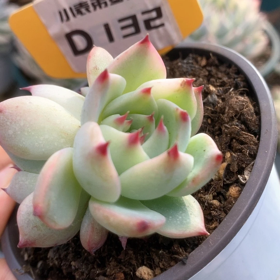 132锦锦锦锦锦锦锦