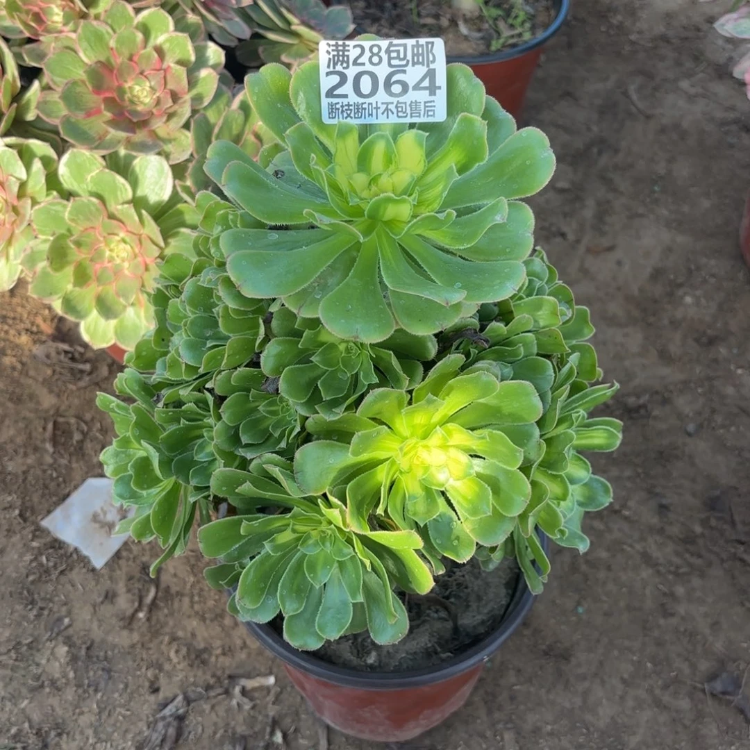 M. 2064霓裳多肉123666