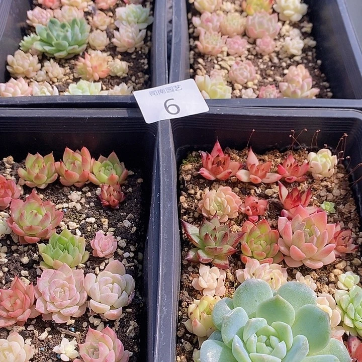 6 多肉植物盆栽花卉