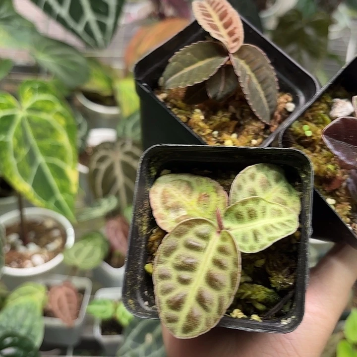 完全开放紫金牛雨林缸植物