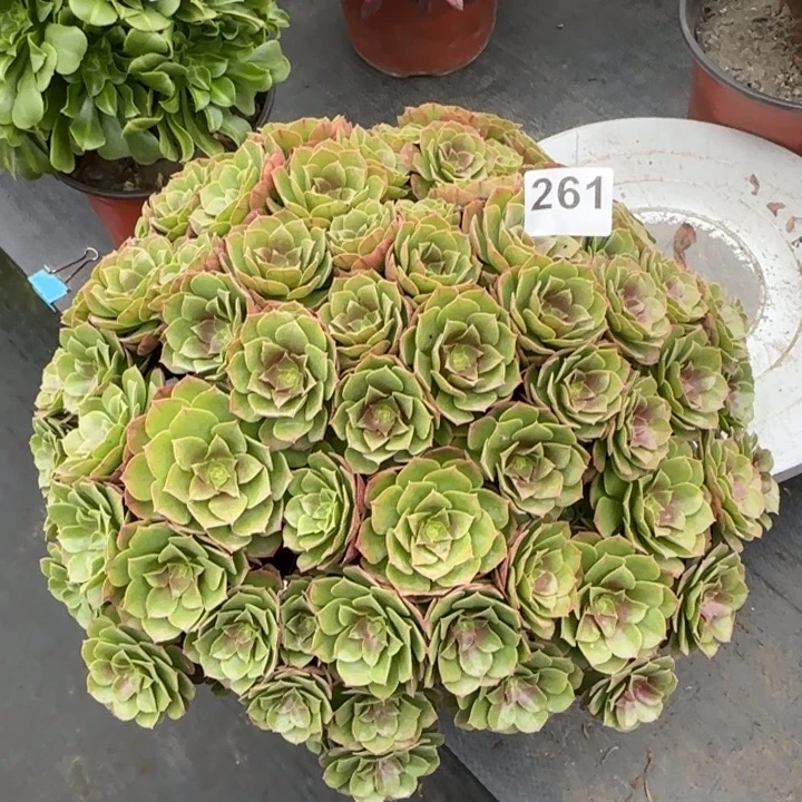 多肉植物万朵朵261