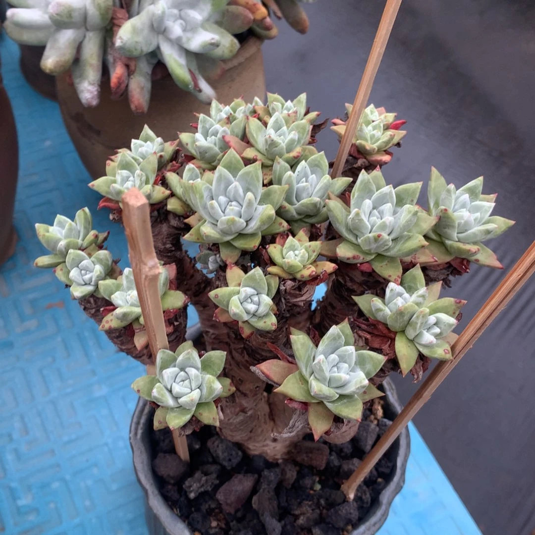 全部花朵布**猫法瑞诺莎瑕疵出，仙女杯多肉