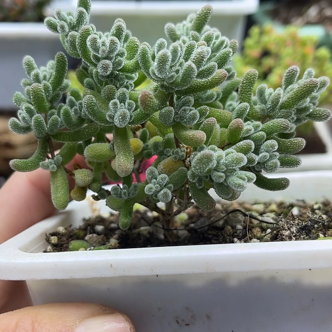 17冰晶优选枝干番杏