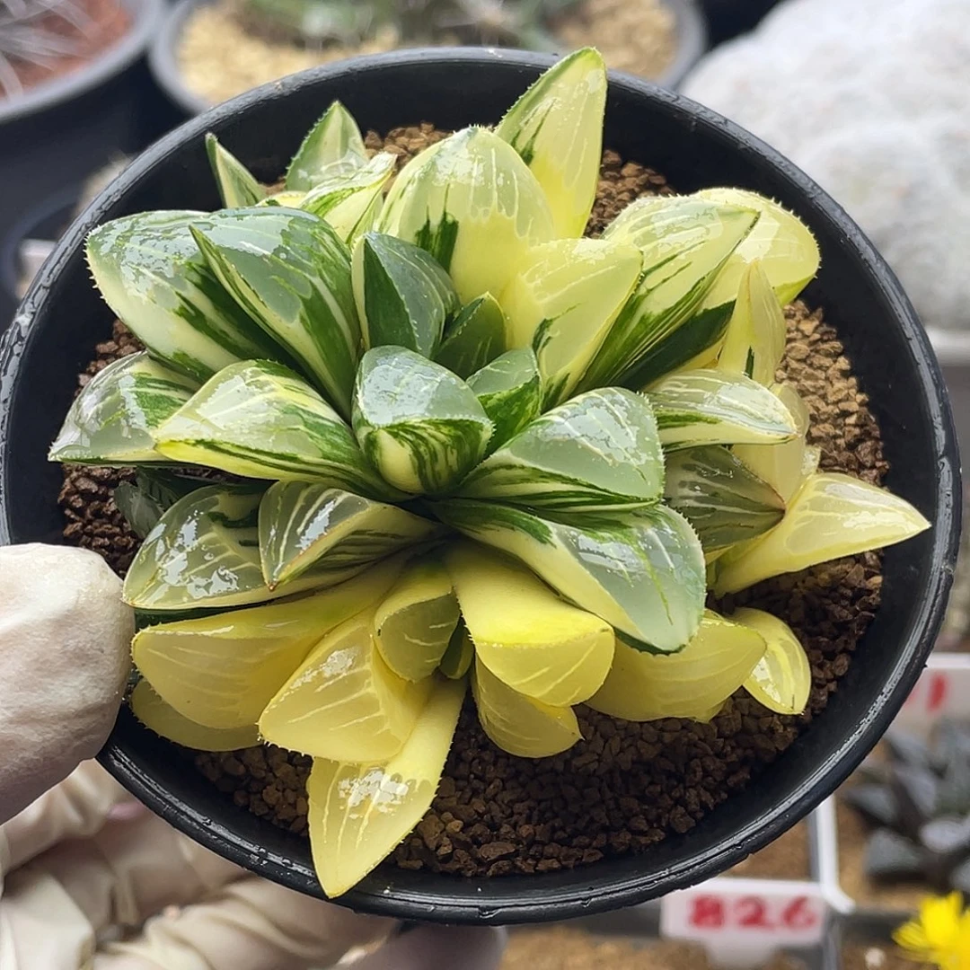 实生丸叶姬寿锦硬叶十二卷