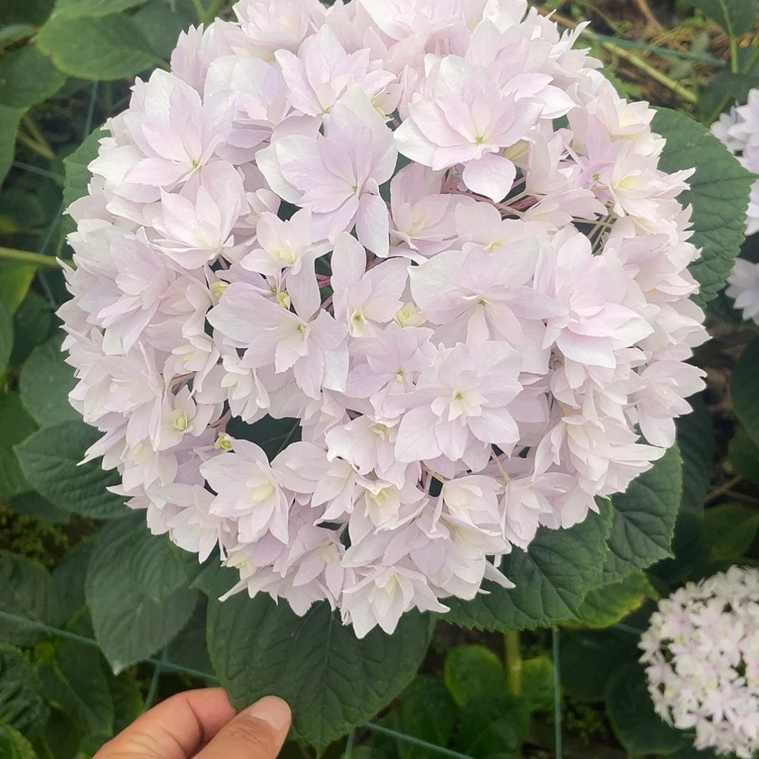 完全开放绣球切花一物一拍3枝起包邮,20
