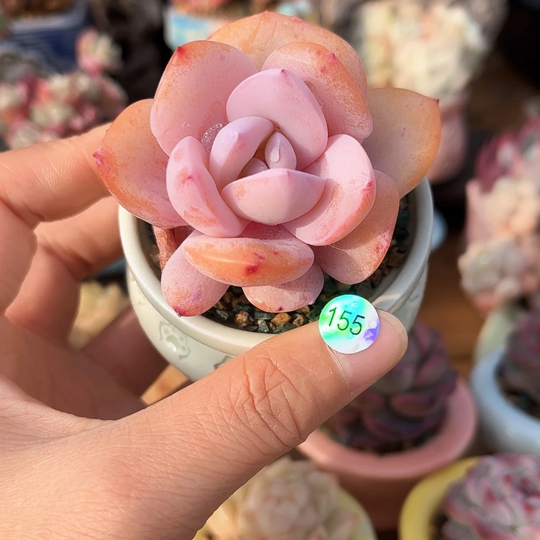 静**开155 多肉含盆土30元包邮除偏远