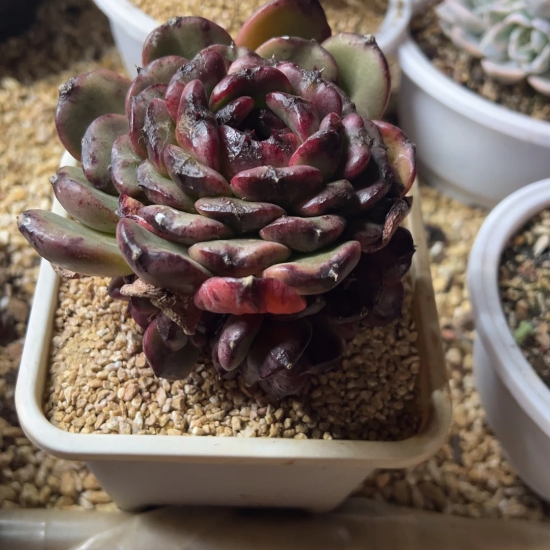 黑水晶捧花 夏鸣园艺