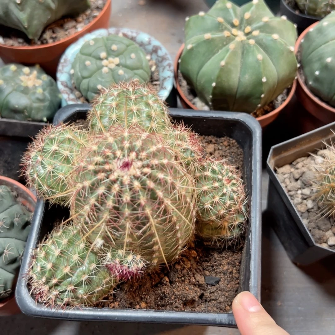 泡***橙哈哈哈哈哈哈哈哈哈哈