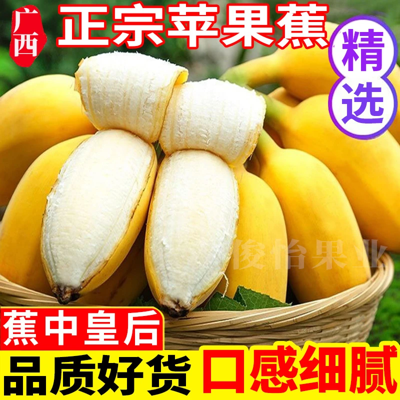 正宗广西苹果蕉产地直发现摘现发5斤3斤当季时令新鲜水果粉蕉俊怡