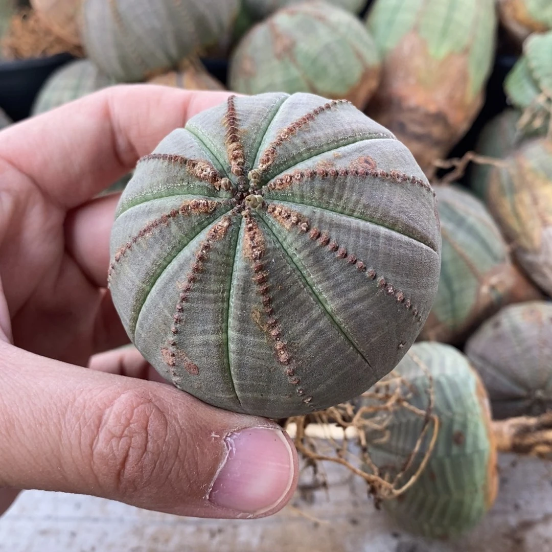 18 欧系实生布纹球多肉植物