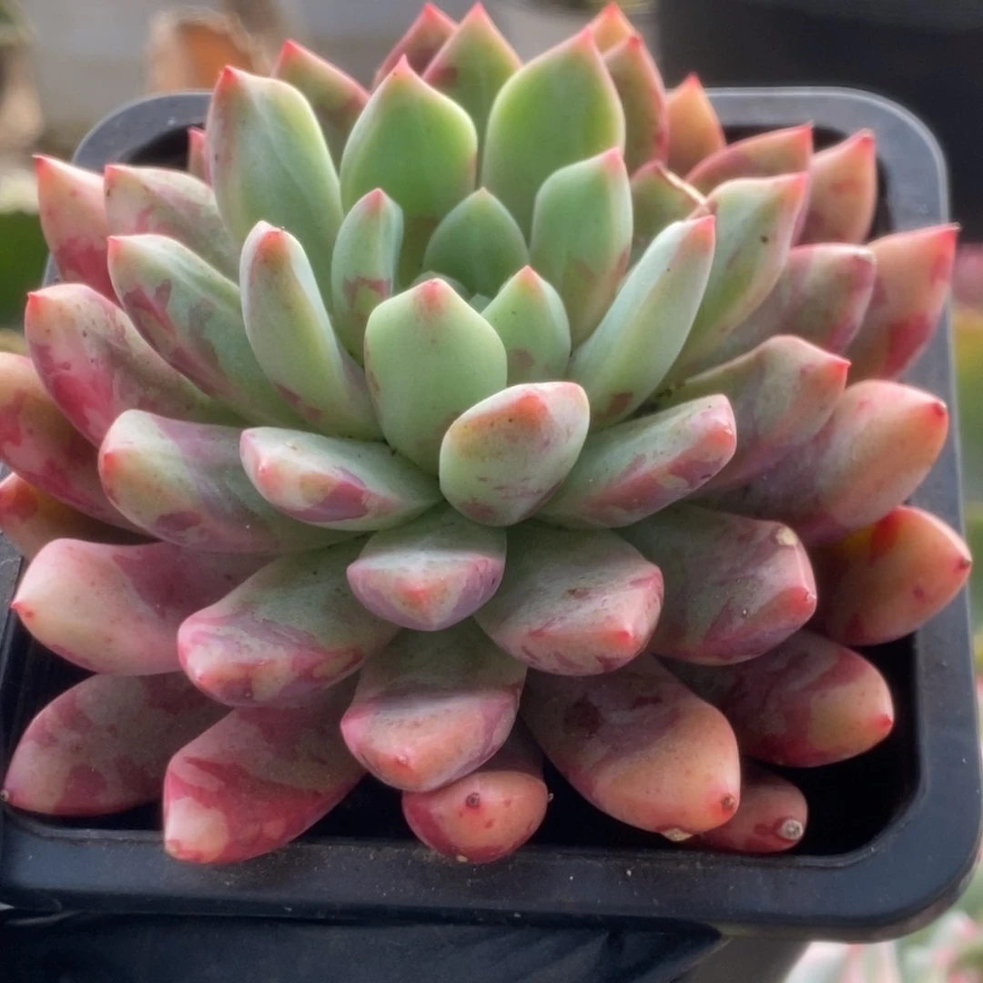 278言字锦锦锦锦锦锦