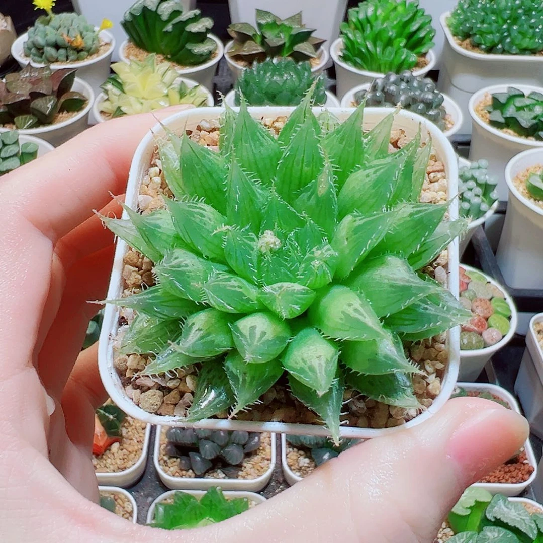 水晶掌，5.8，66666666