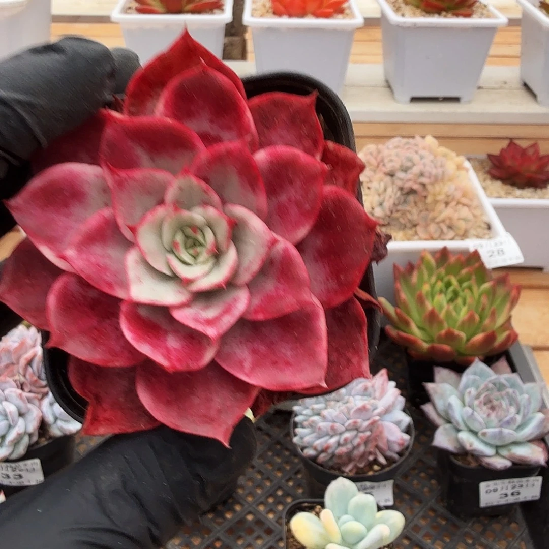 0923-38罗马杂锦单头