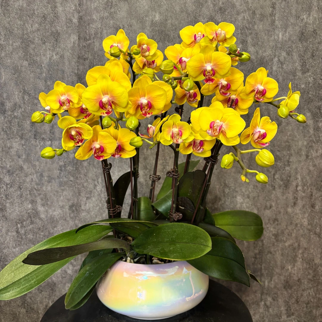 【发财-蝴蝶兰】年宵花 鲜花绿植  好养花期长  室内观赏花