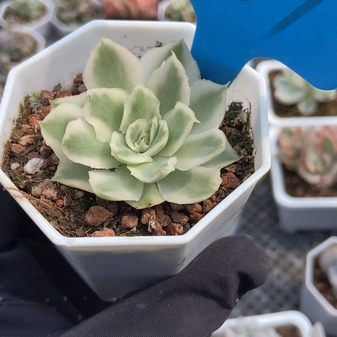 887紫蝴蝶锦多肉植物保护