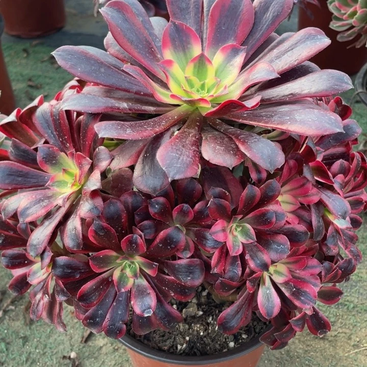 710美杜莎精品法师老桩