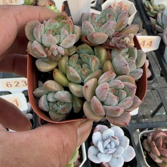 531白冰一物一拍多肉