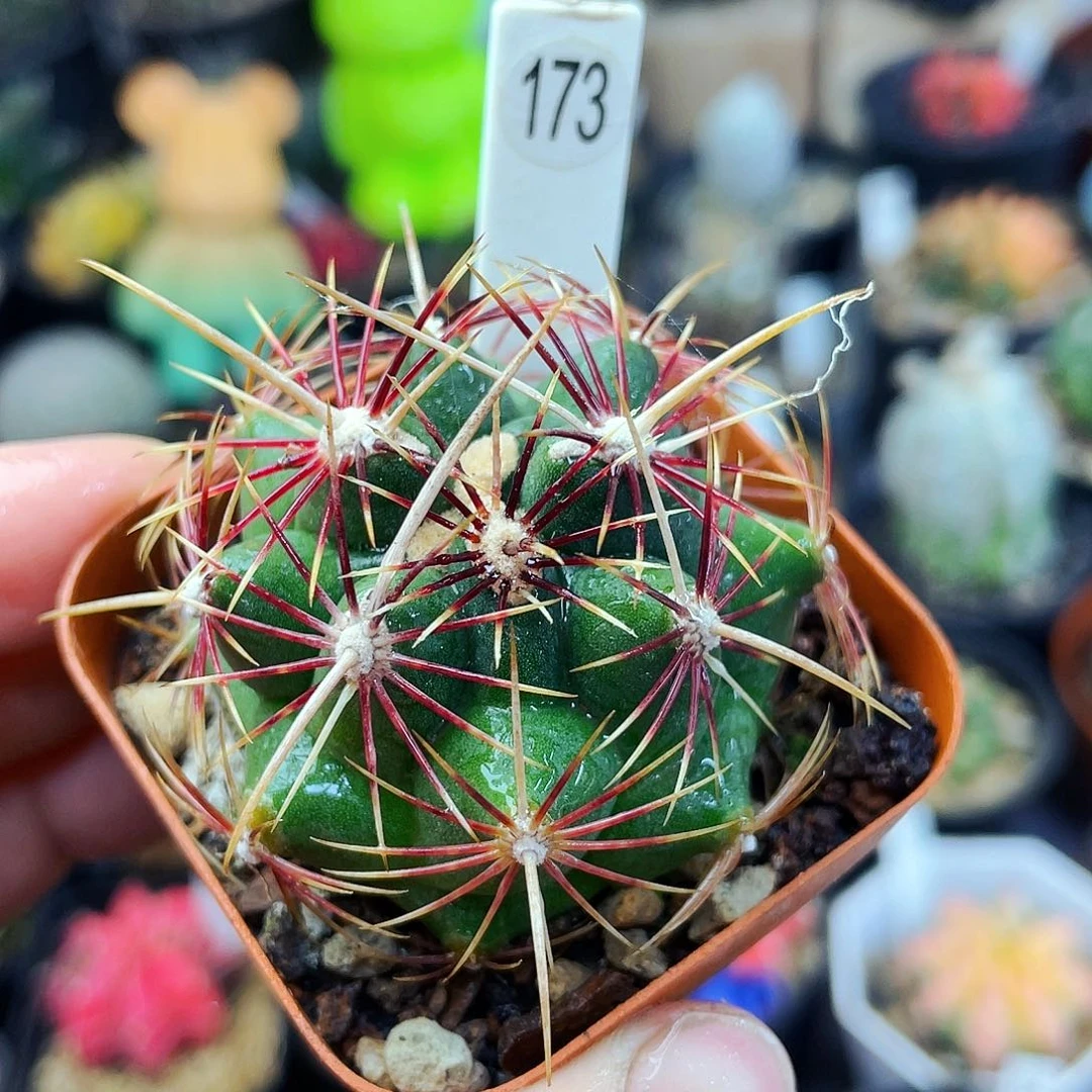 非偏远地区满25包邮仙人球