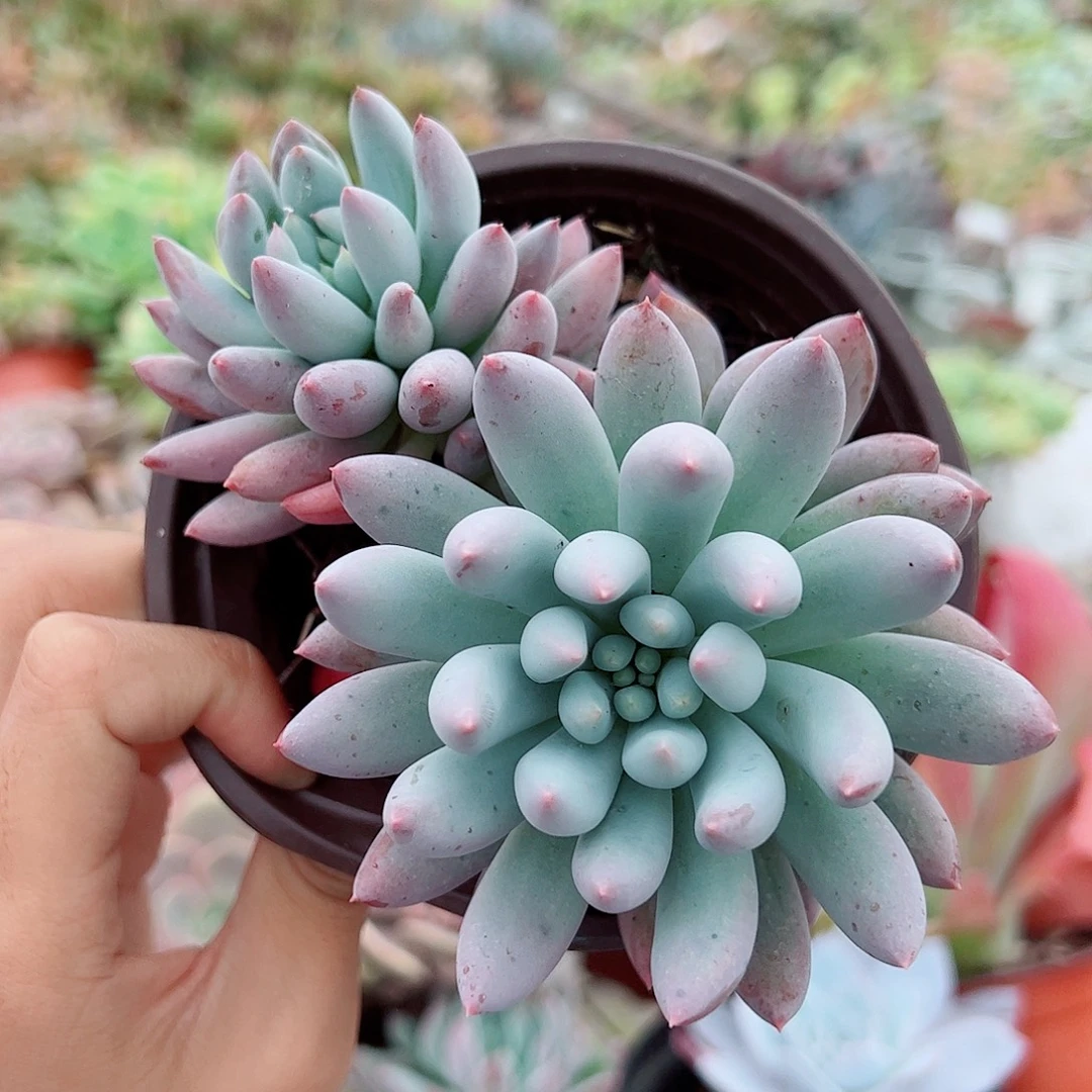 所罗门双头起发精品特价