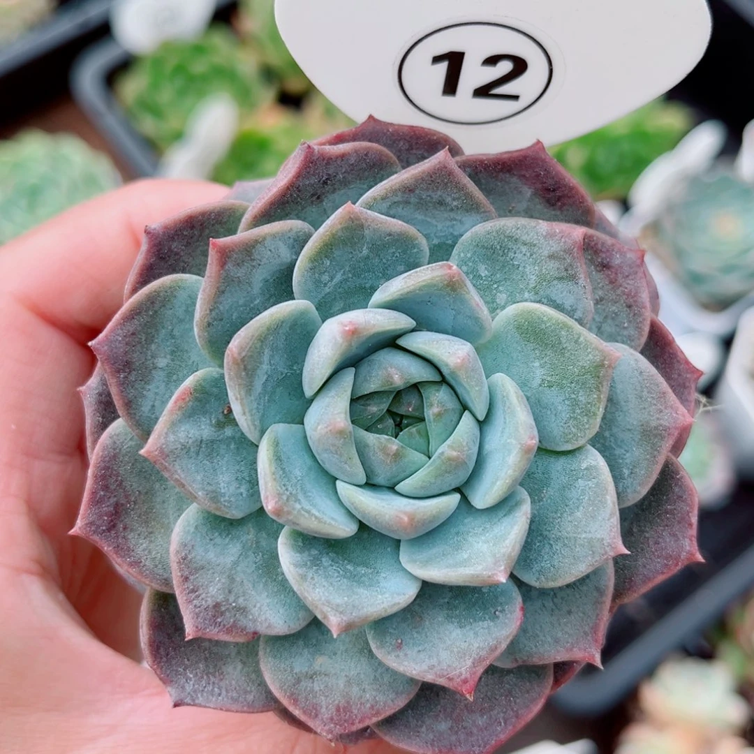 12号新品珍妮单头