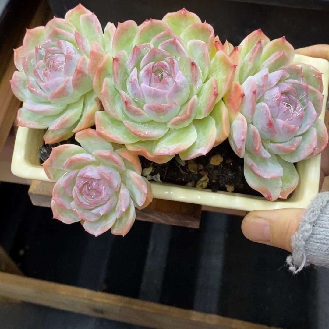 精品多肉一物拍不包整287