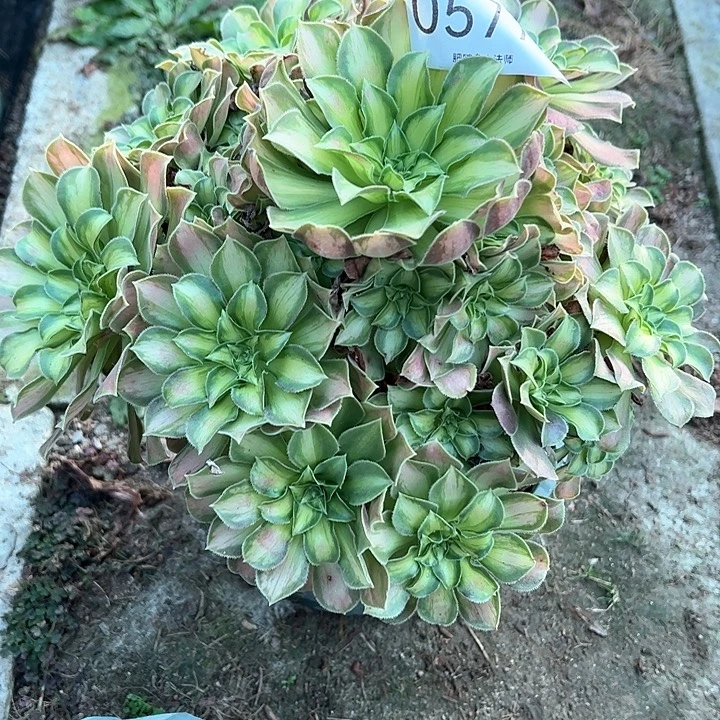 0577韶华多肉植物