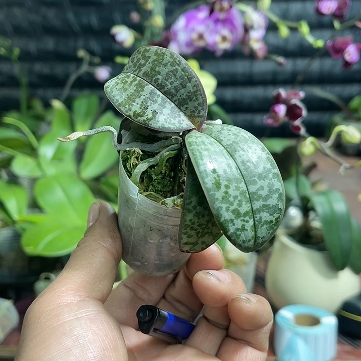 当前无花栽培后可以开花西雷利1.7