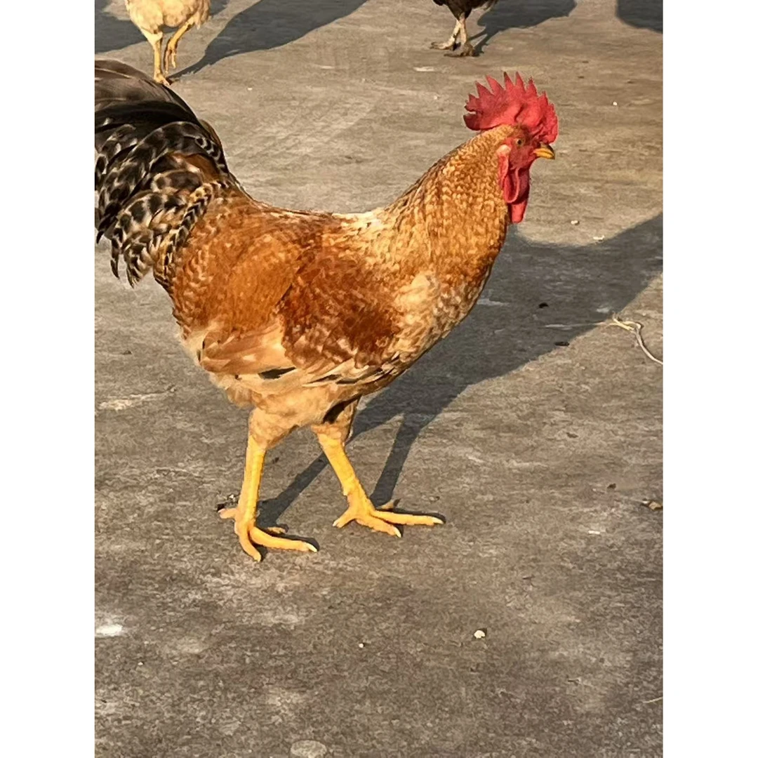 （公鸡）湖北深山散养一年 适合红烧 干煸 辣子鸡