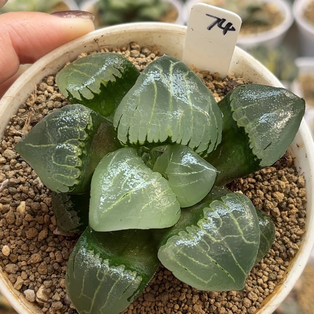 74新糯阿福利专场