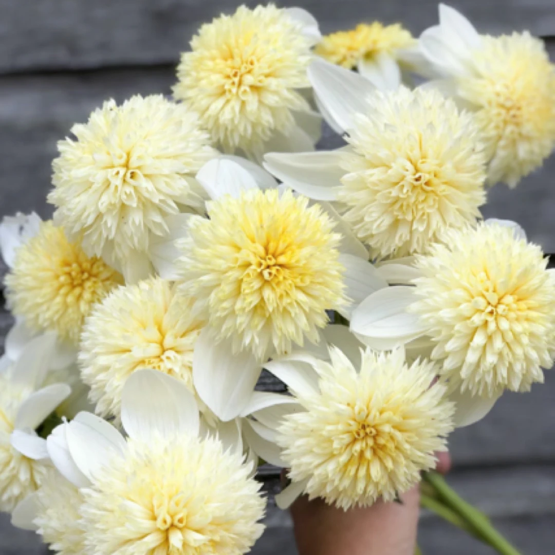 精品【银发女郎】大丽花进口整坨