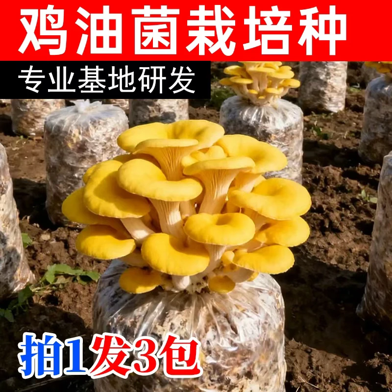 【鸡油菌栽培种】拍1发3包-冷老师推荐鸡油菌蘑菇食用菌菌包菌种种