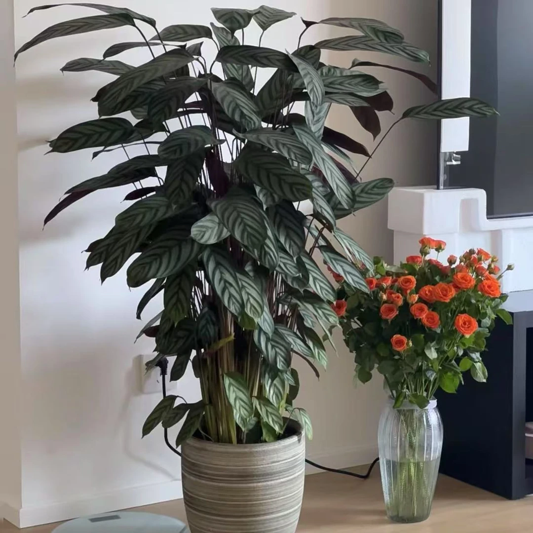 【小陈】（飞羽竹芋）原盆原土室内高端好养观叶绿植