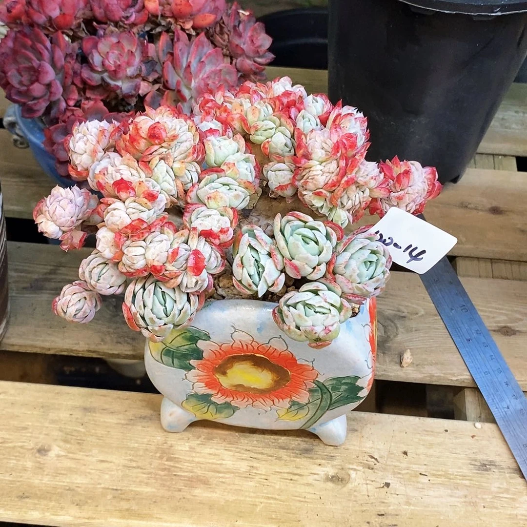 萌****心多肉植物120-14