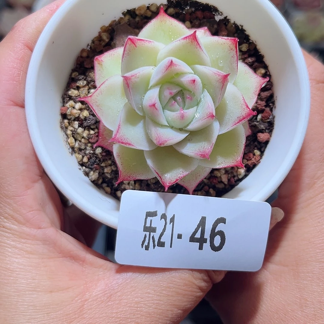 木乐21-46女王单头