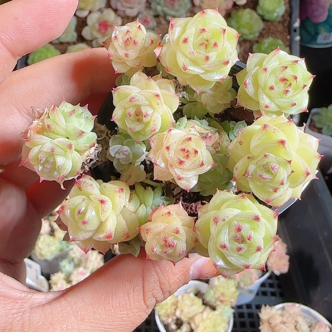 1106--388麦秆优选不包整