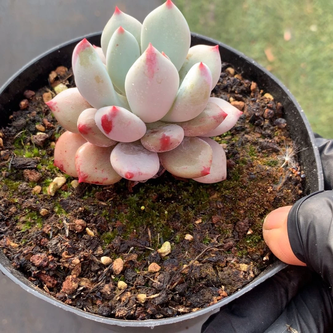 肉肉肉肉肉肉肉肉肉