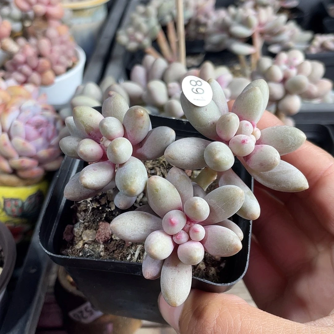 仙子奶酪多肉植物