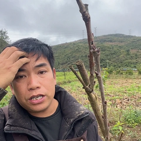 当前无花栽培后可以开花31